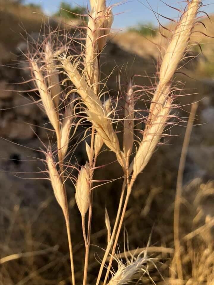Bromus lanceolatus fruit