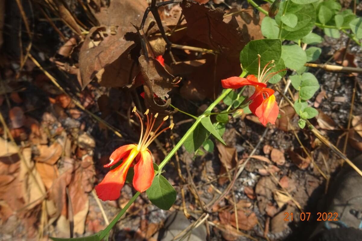 Kalaharia uncinata flower