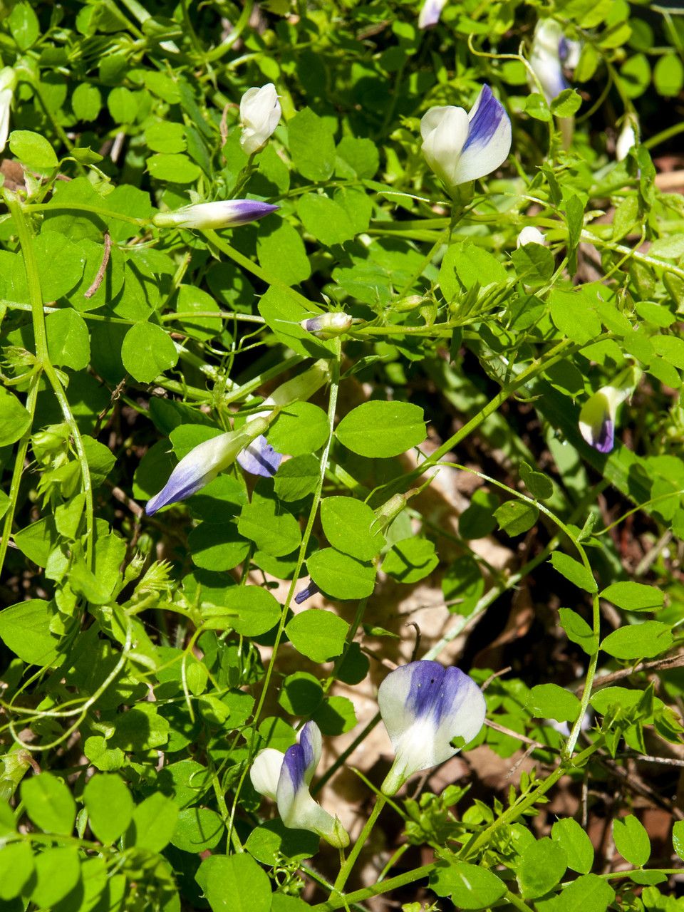 Vicia cypria — houseplant care guide