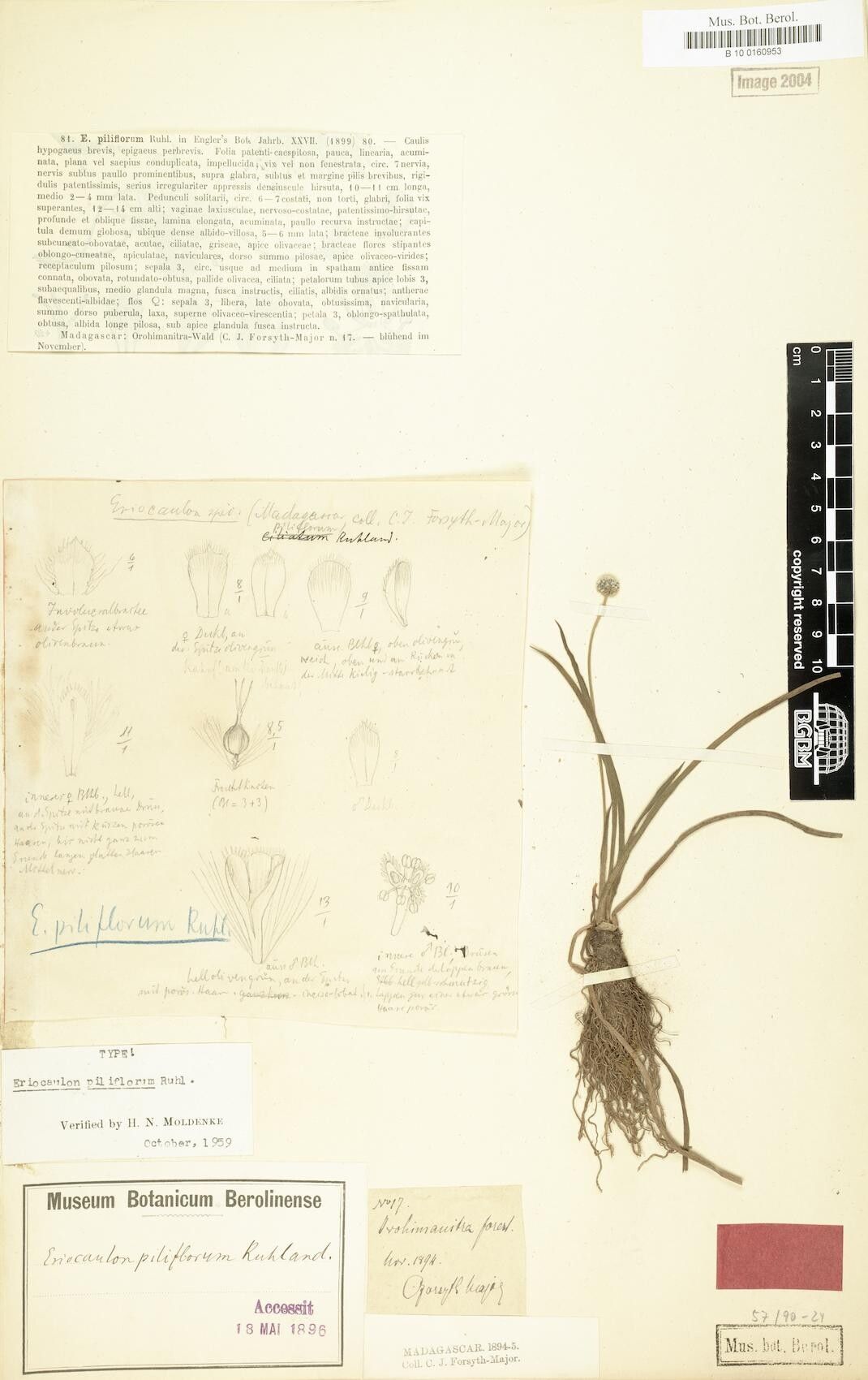 Eriocaulon piliflorum — houseplant care guide