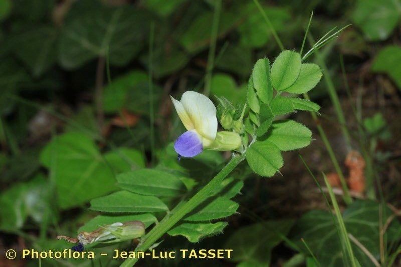 Vicia laeta flower