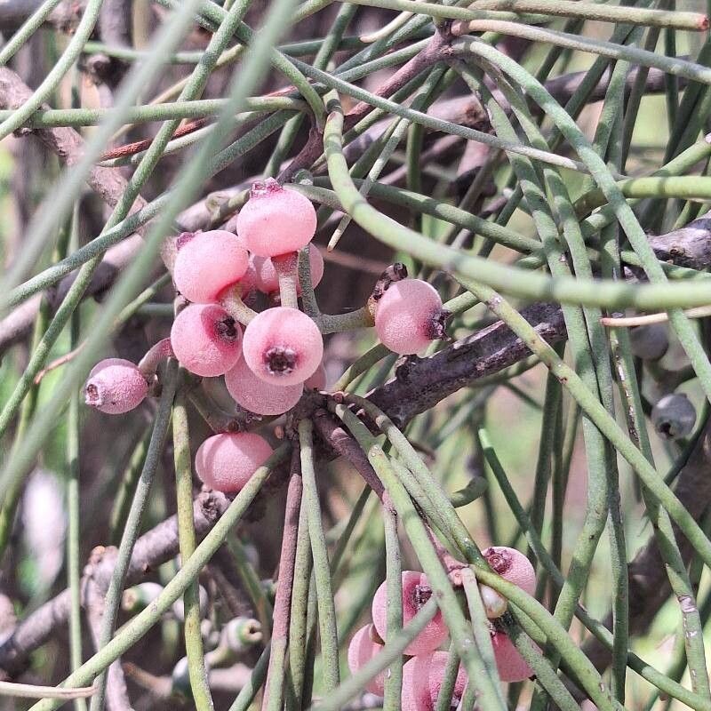 Amyema cambagei — search result for 'Casuarinaceae'