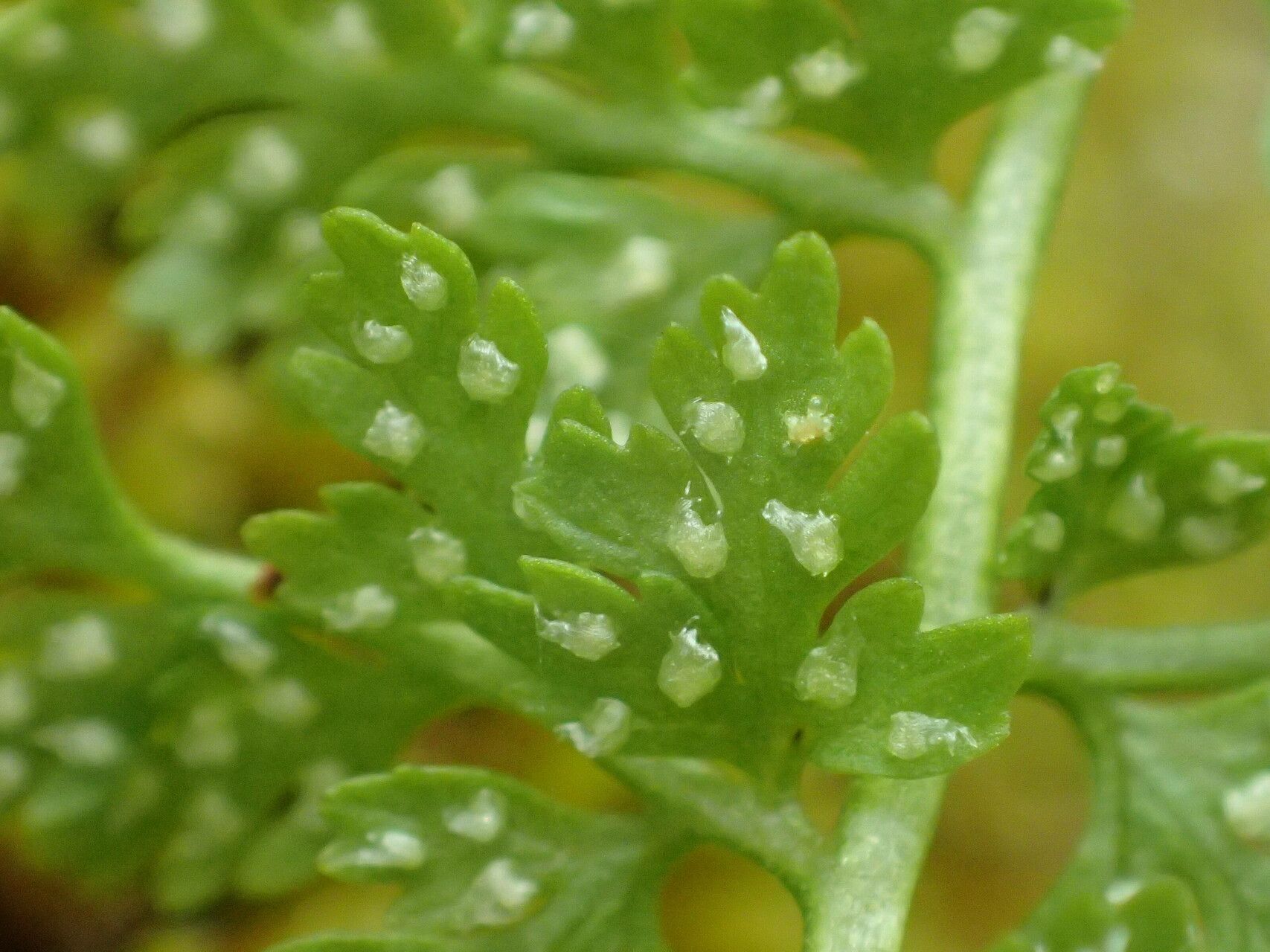 Cystopteris alpina fruit