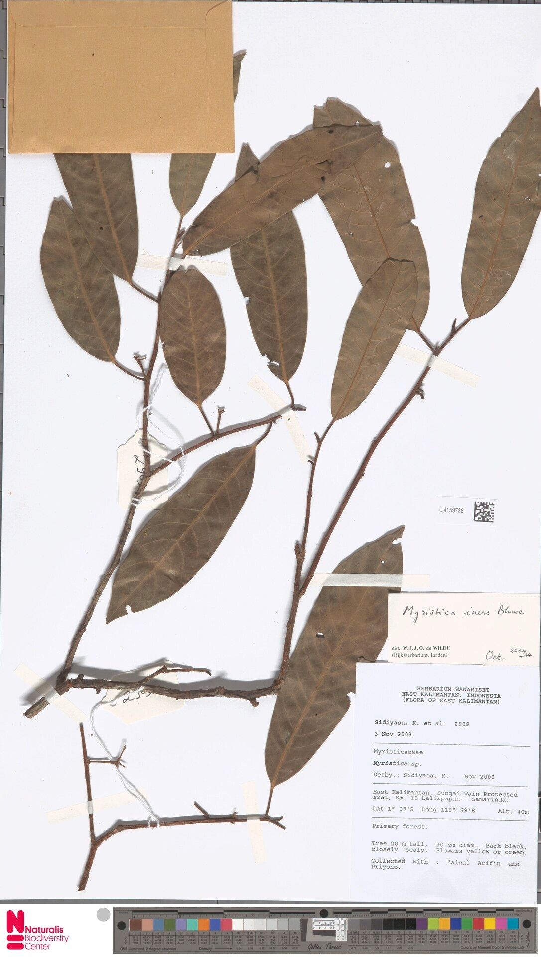 Myristica iners — related species from the same genus