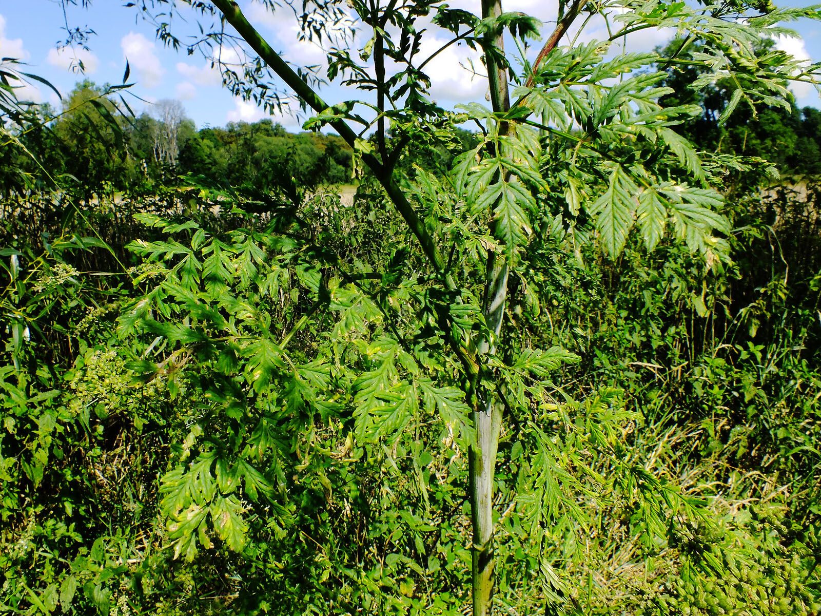 Chaerophyllum bulbosum — related species from the same genus