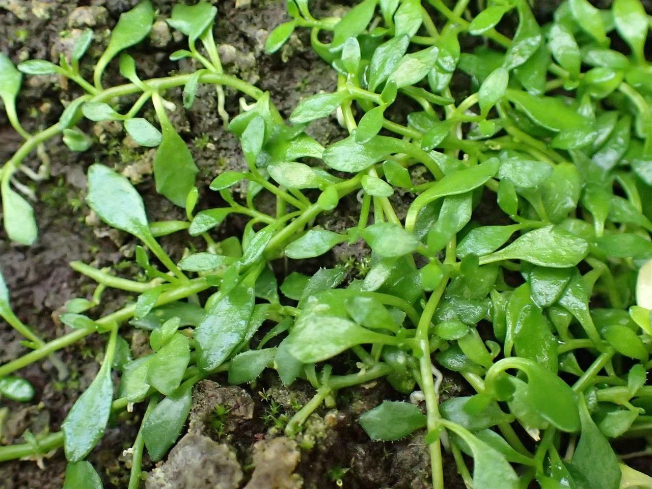 Lobelia irrigua habit