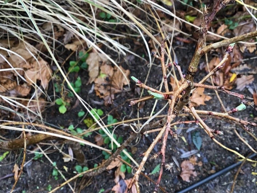 Exochorda × macrantha — related species from the same genus