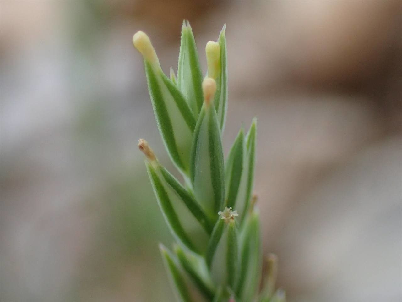 Crucianella angustifolia fruit