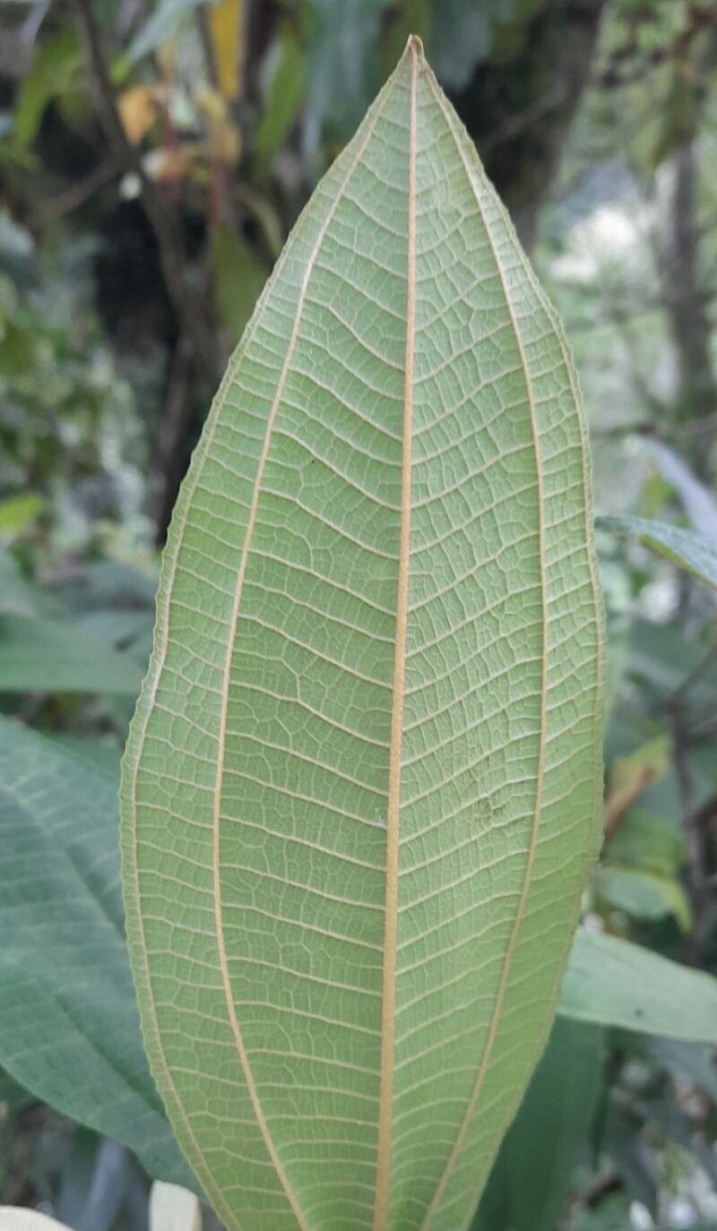 Miconia ioneura leaf