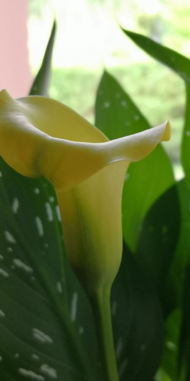 Zantedeschia elliottiana flower