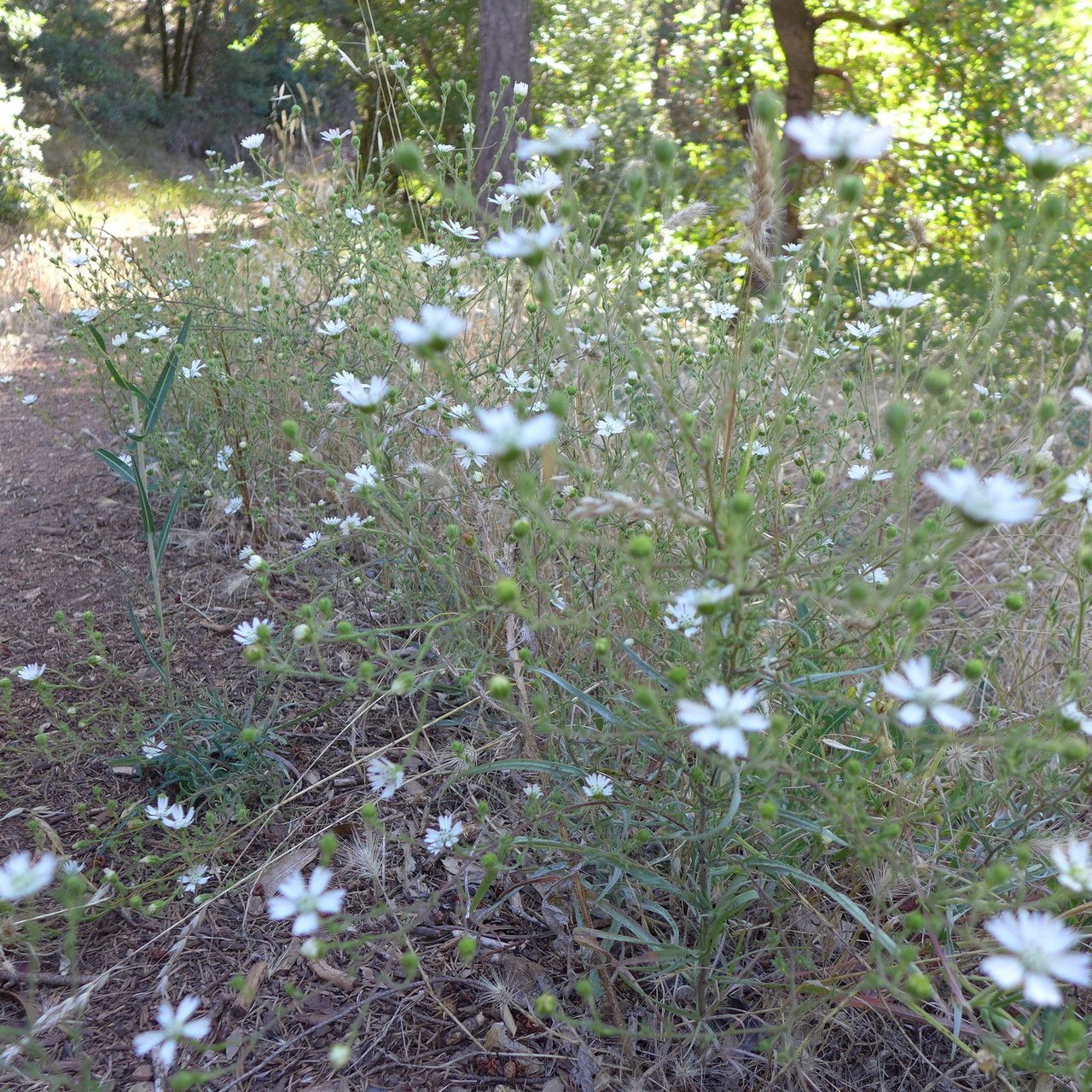 Hemizonia congesta habit