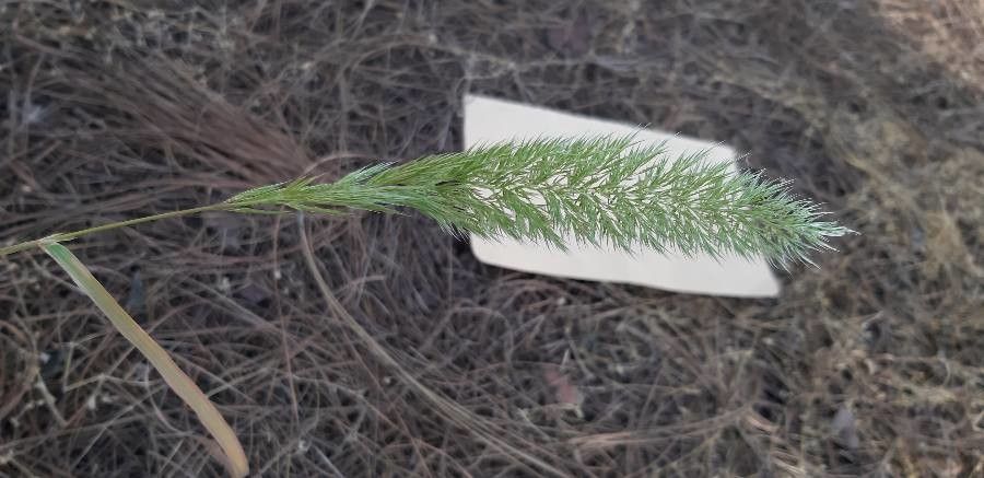 Gastridium ventricosum fruit