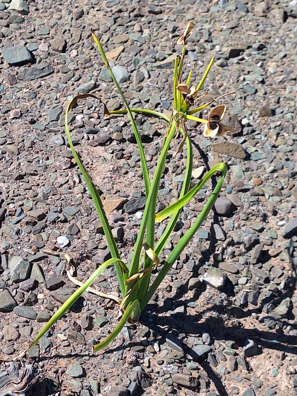 Hieronymiella aurea leaf