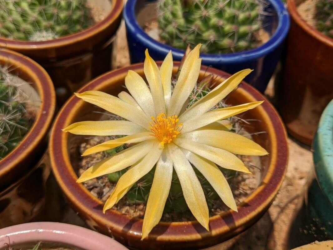Mammillaria sphaerica flower