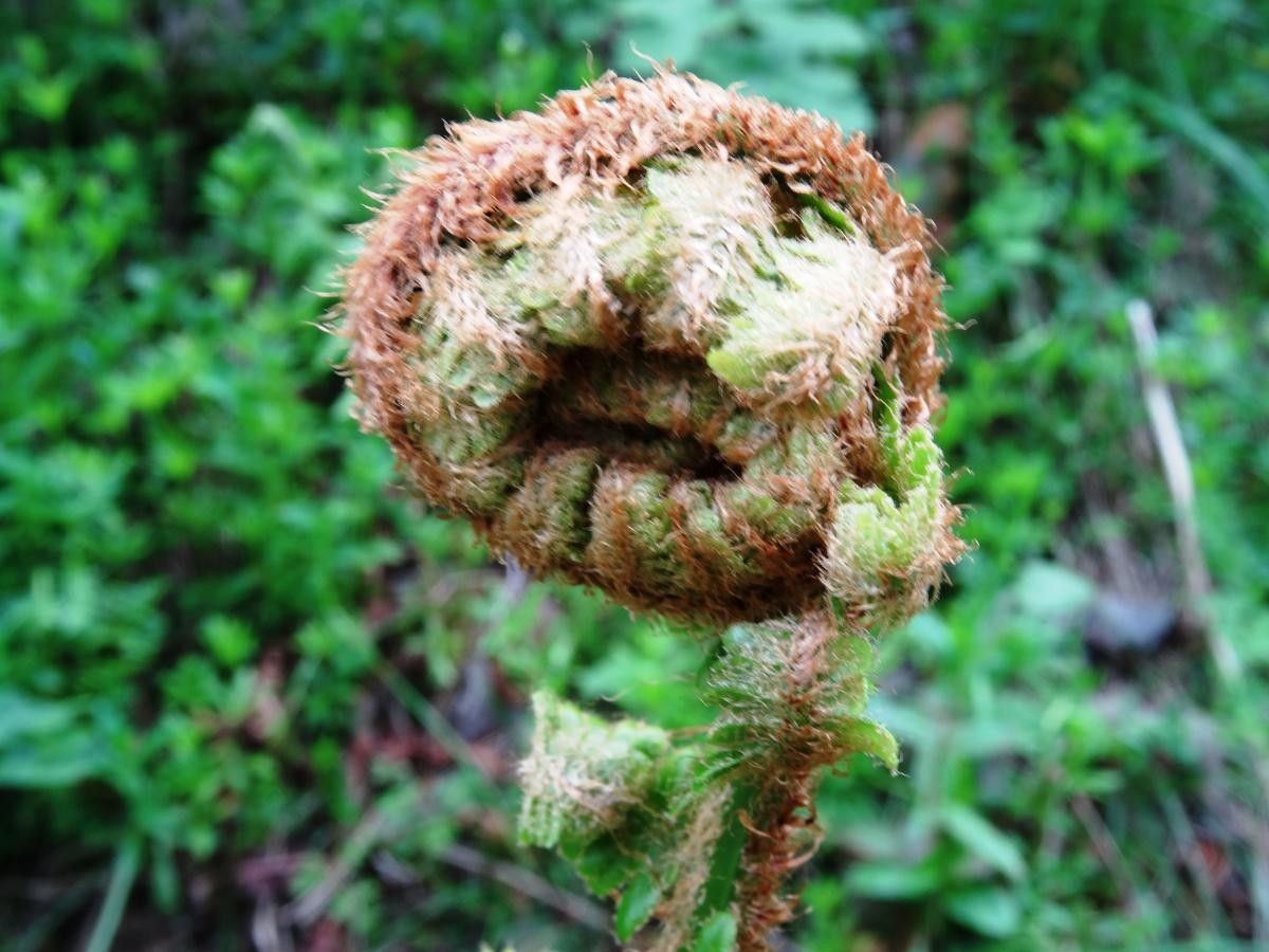 Polystichum braunii fruit