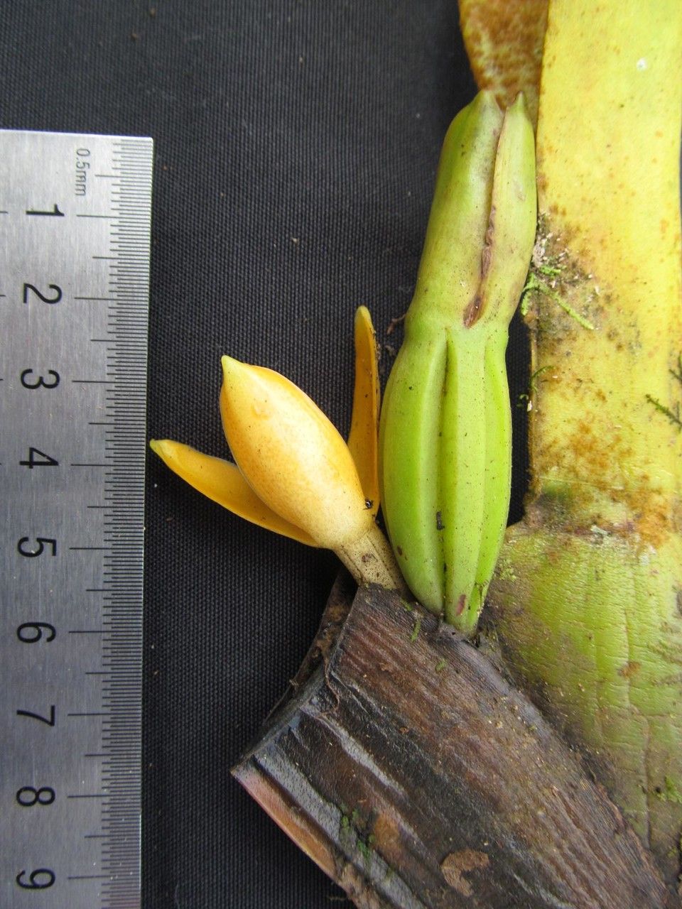 Maxillaria maleolens — houseplant care guide