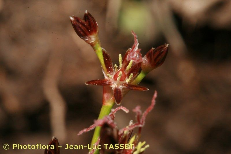 Juncus heterophyllus flower
