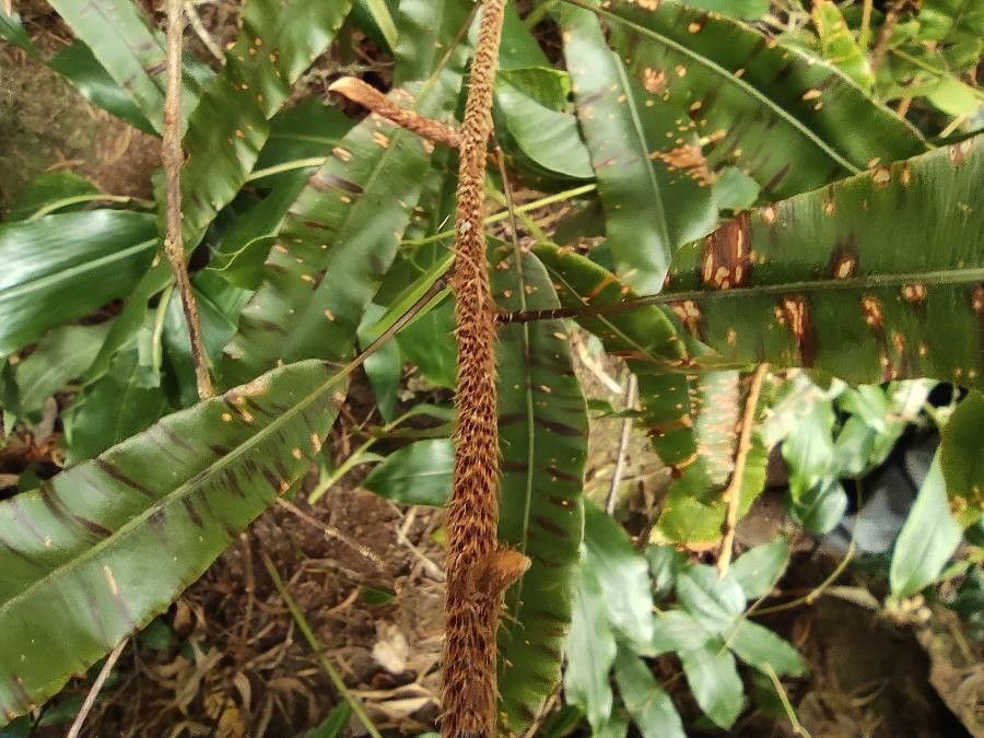 Oleandra distenta bark