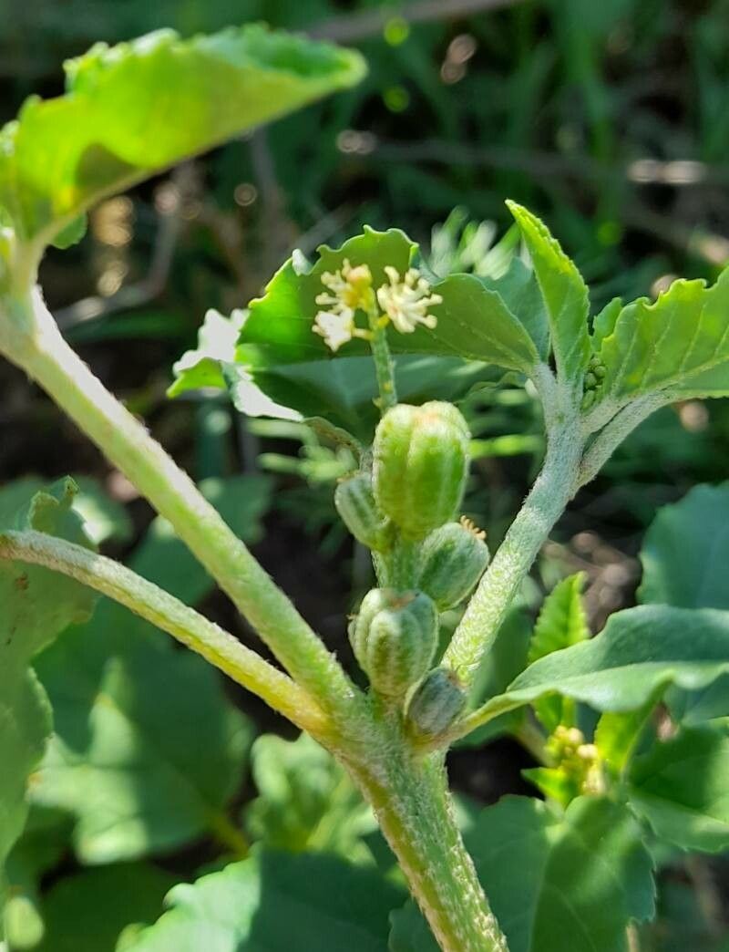 Croton bonplandianus flower