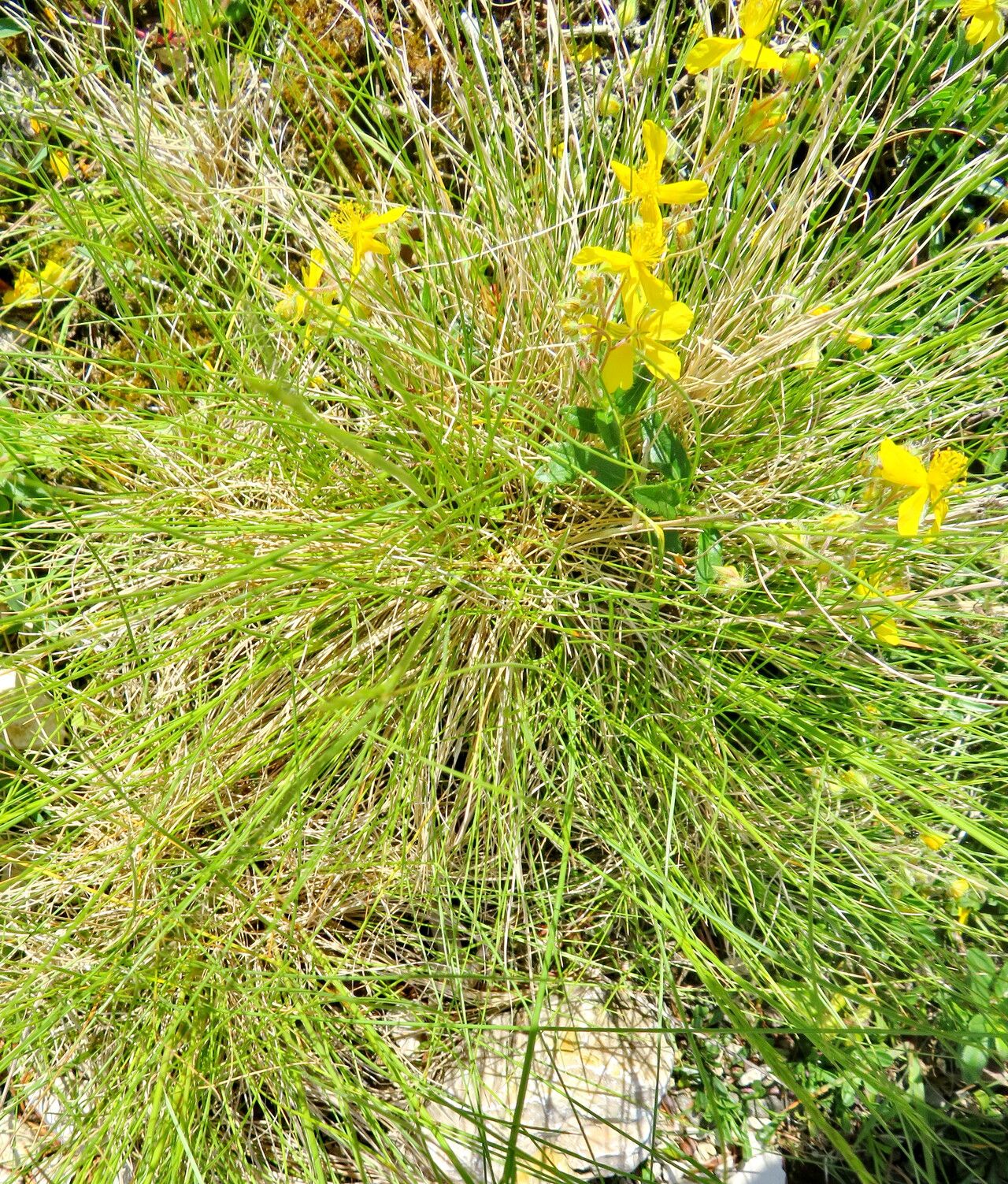 Festuca pumila habit