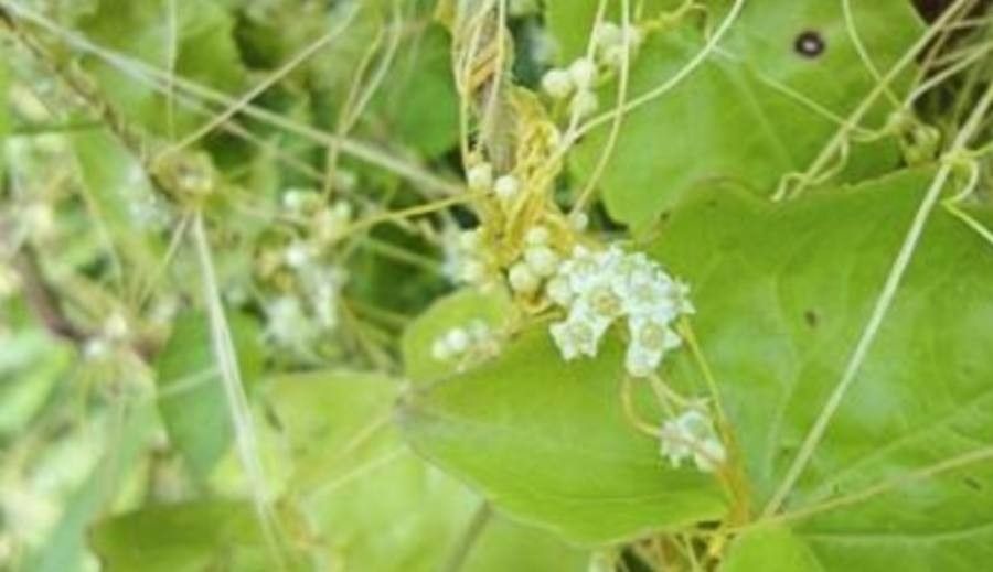 Cuscuta australis — related species from the same genus