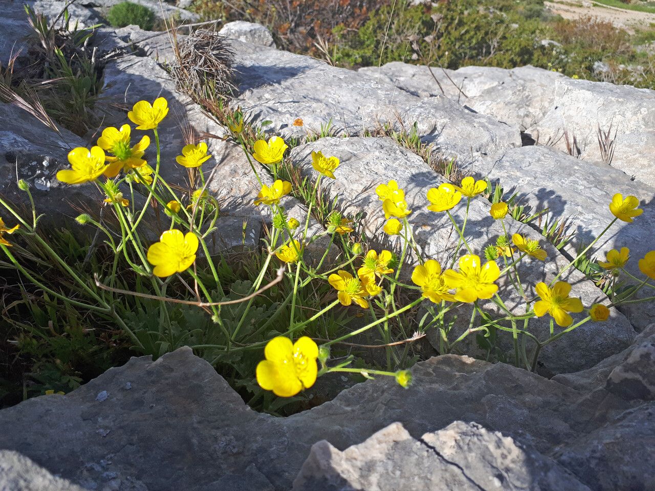 Ranunculus sprunerianus habit