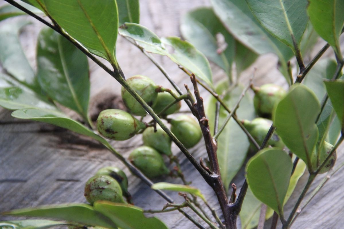 Cupaniopsis myrmoctona — search result for 'Cupaniopsis'