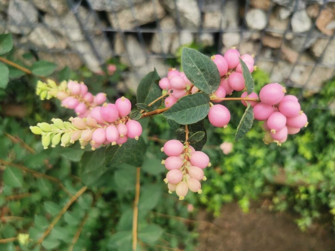 Symphoricarpos microphyllus flower
