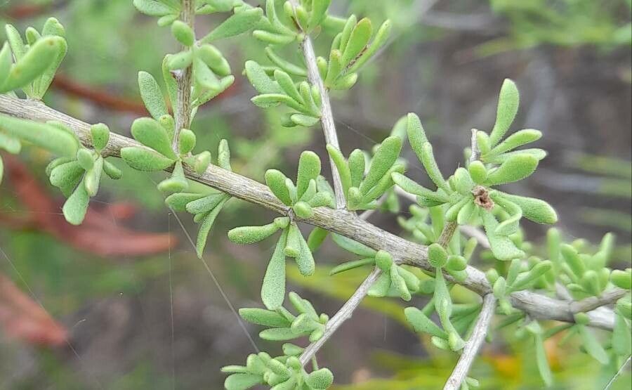 Lycium tenuispinosum — search result for 'Lycium'