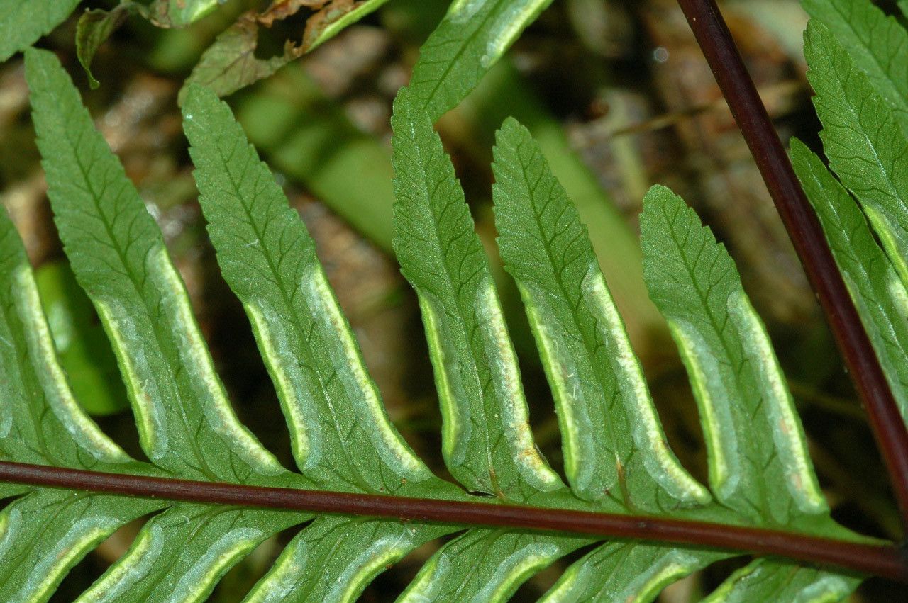 Pteris novae-caledoniae — search result for 'Pteris'