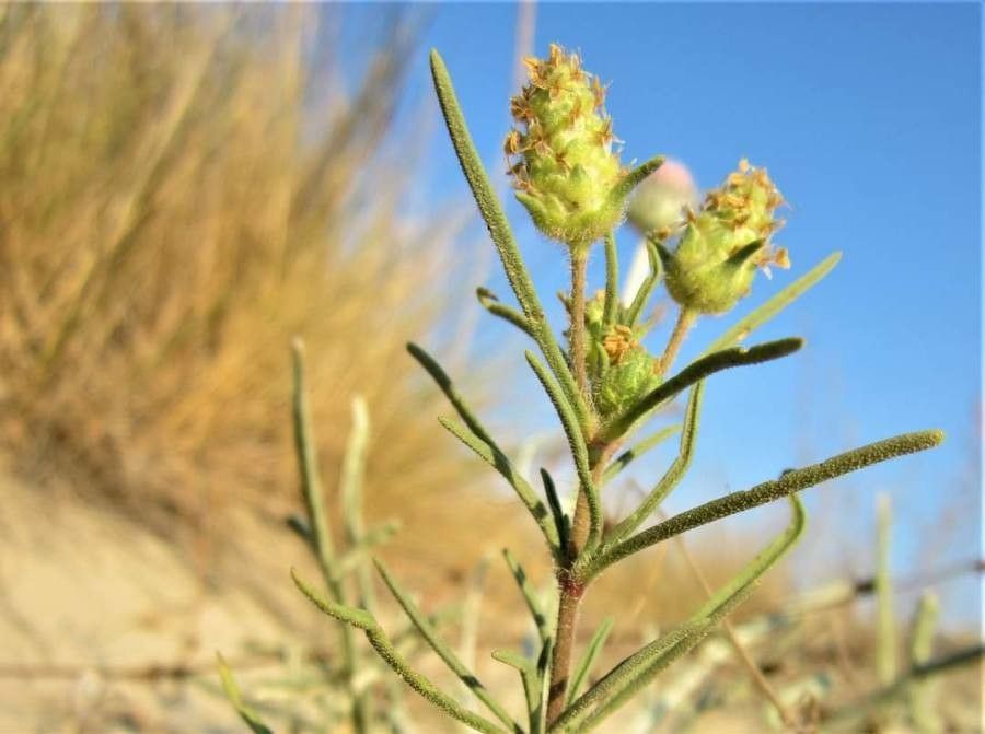 Plantago arenaria flower