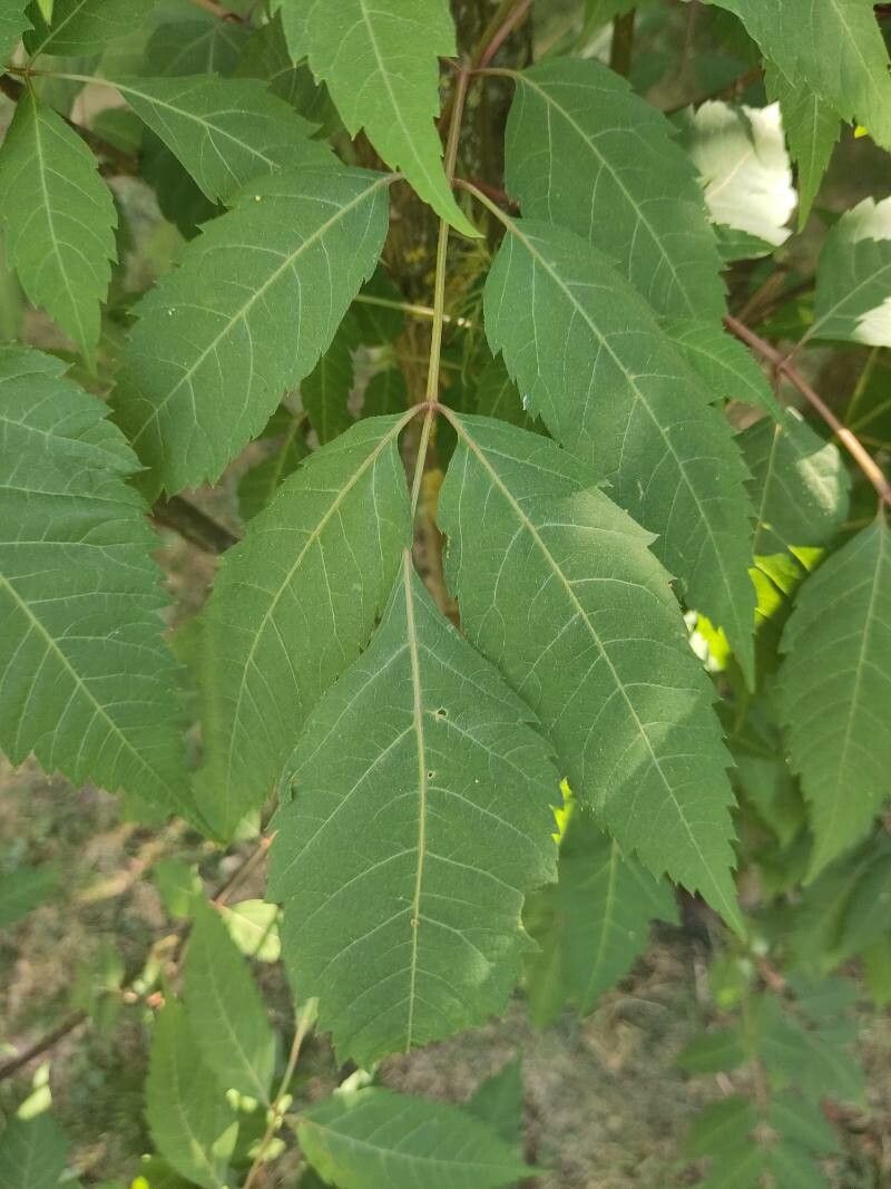 Dipteronia sinensis leaf