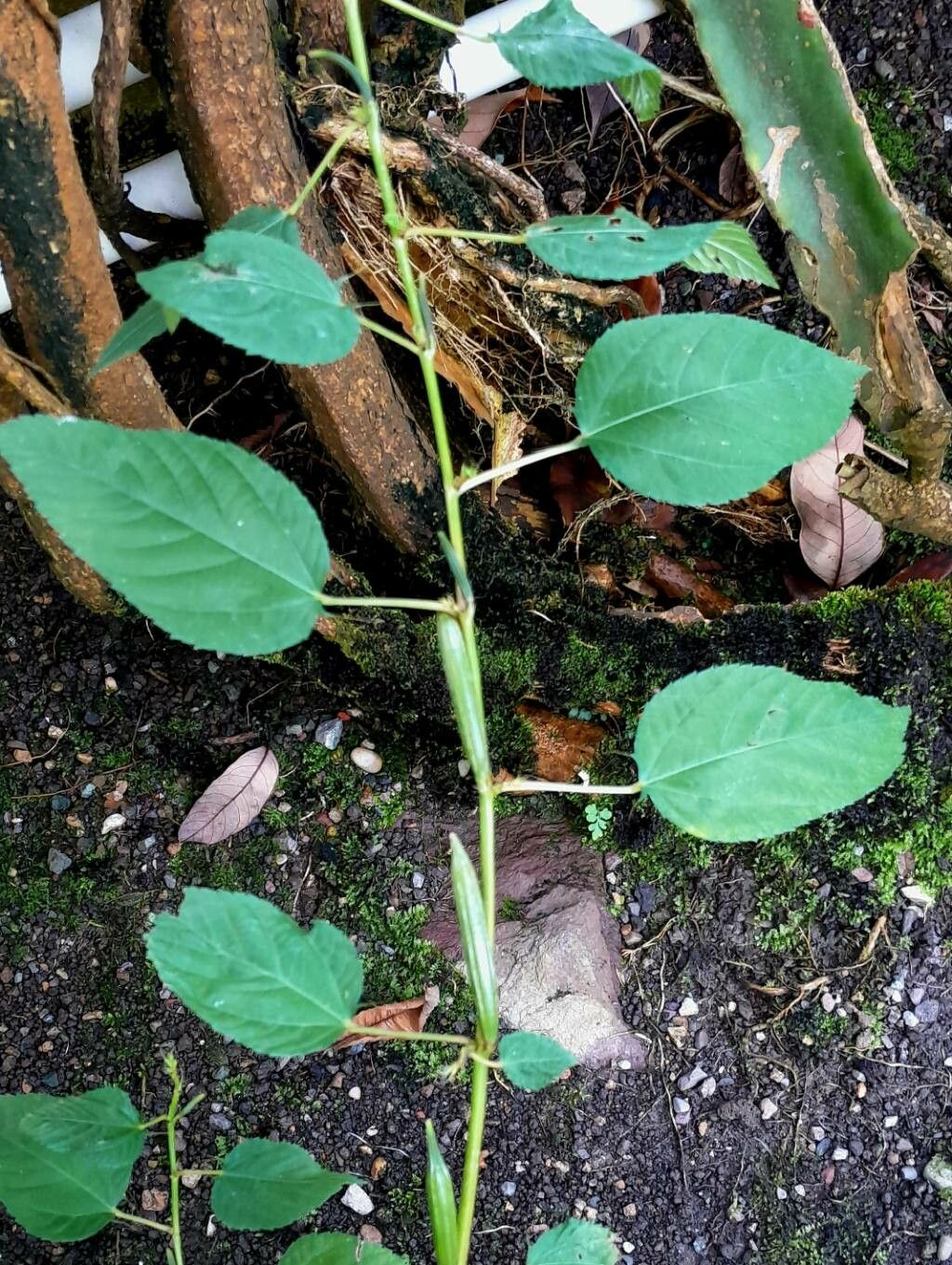 Corchorus olitorius fruit