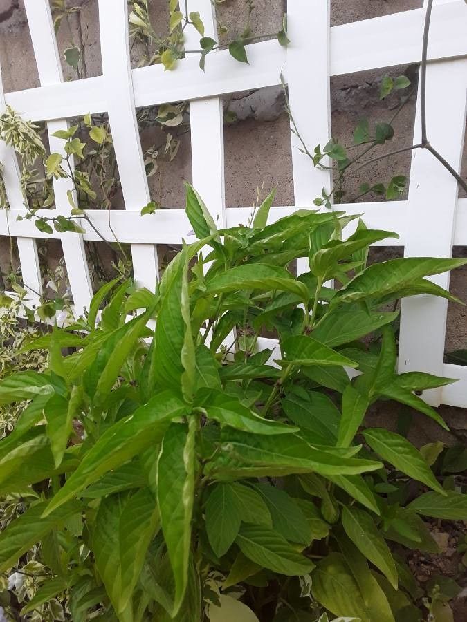 Polygonum sanguinaria habit