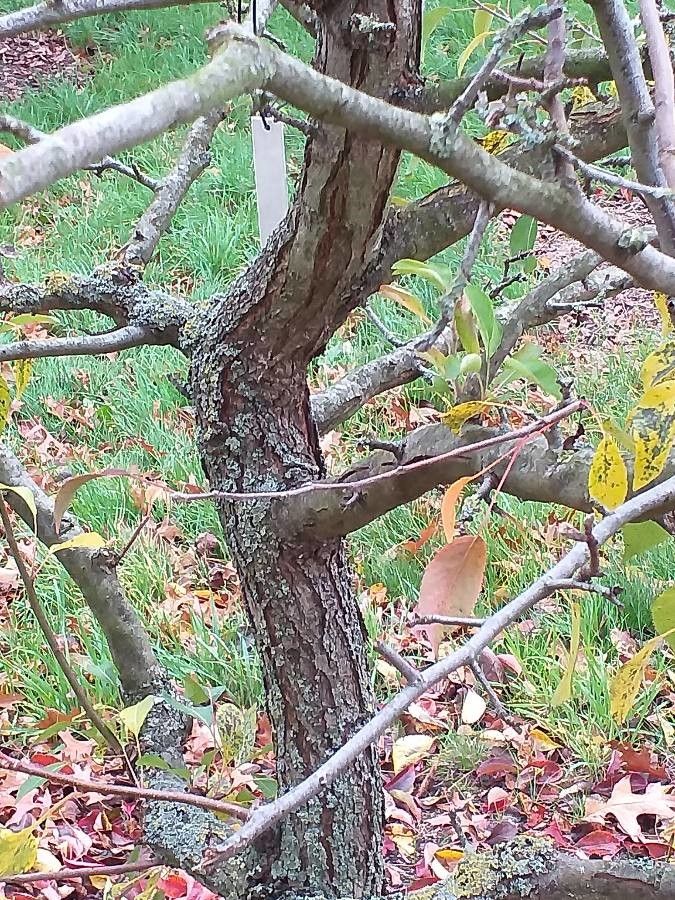 Pyrus betulifolia bark