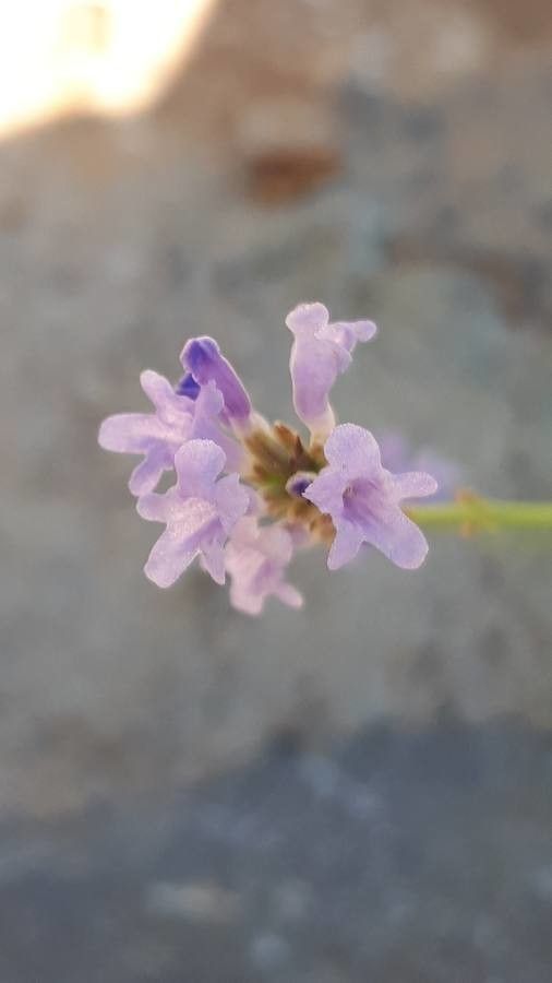 Lavandula subnuda flower