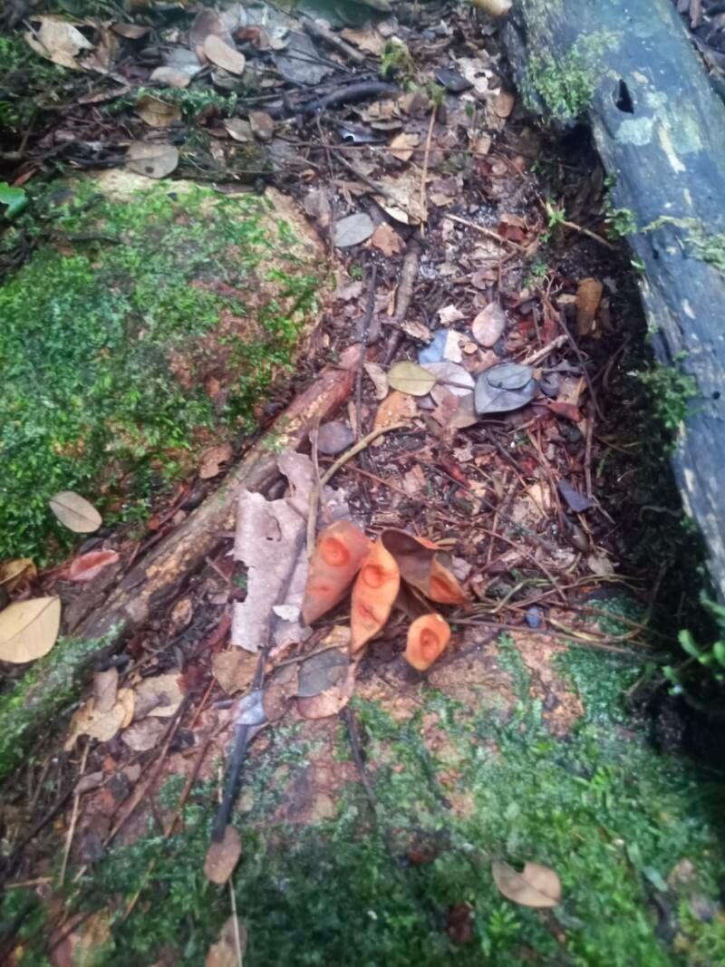 Jupunba trapezifolia fruit