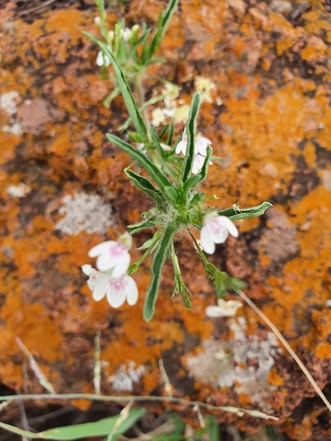 Justicia exigua leaf