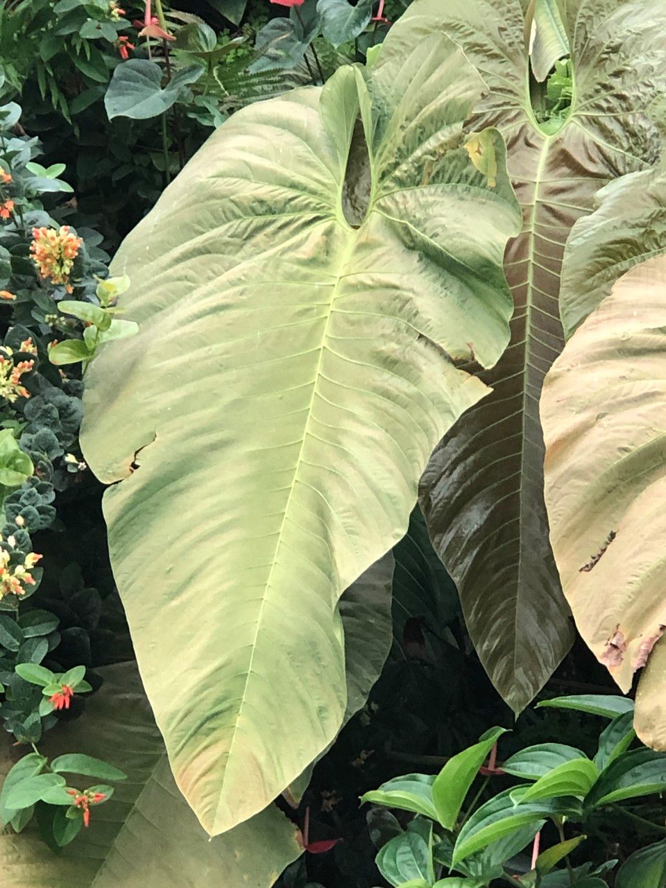 Anthurium dolichostachyum — search result for 'Anthurium'