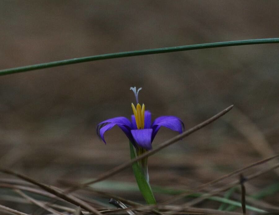 Romulea columnae flower
