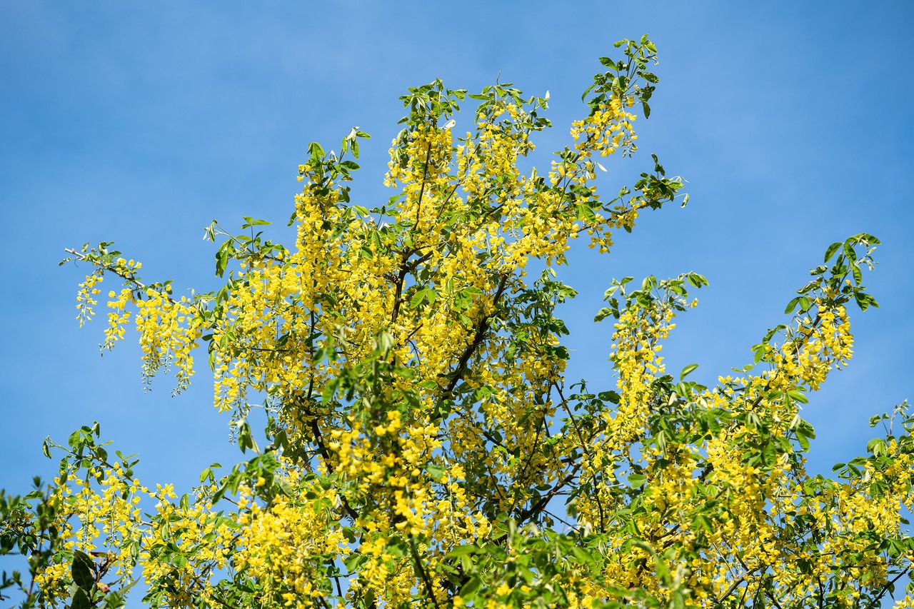 Laburnum watereri — related species from the same genus