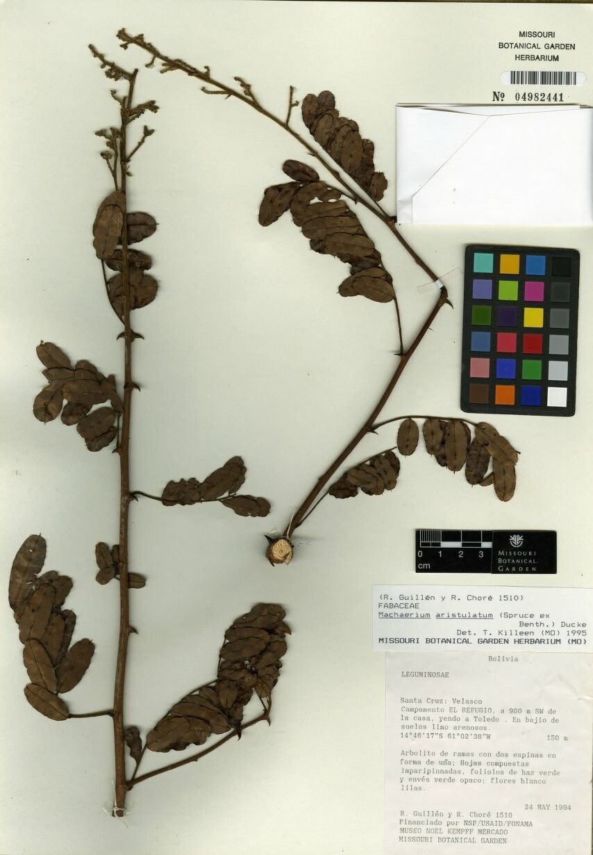 Machaerium aristulatum — houseplant care guide