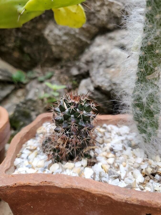 Mammillaria voburnensis flower