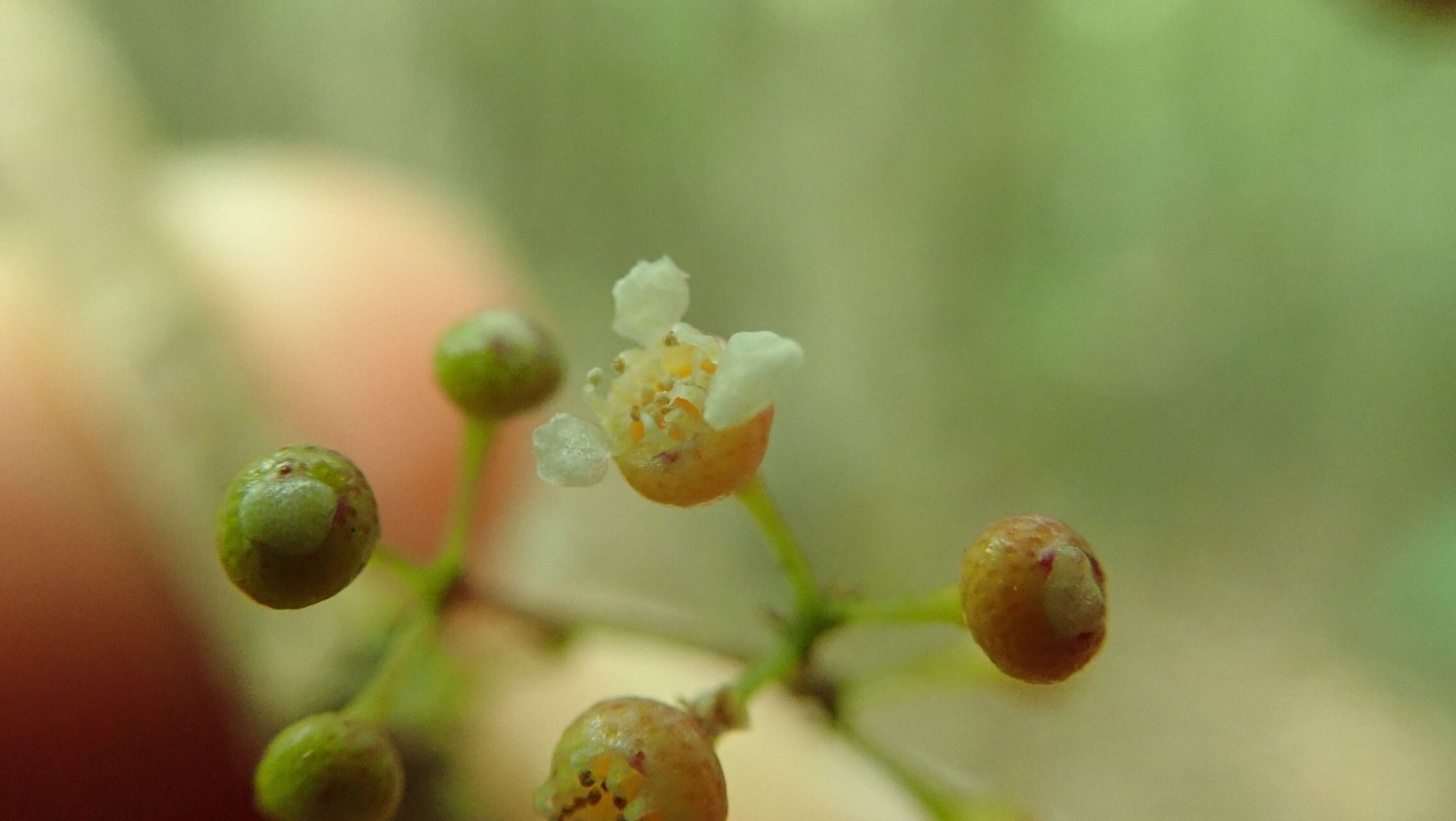 Syzygium jaffrei flower