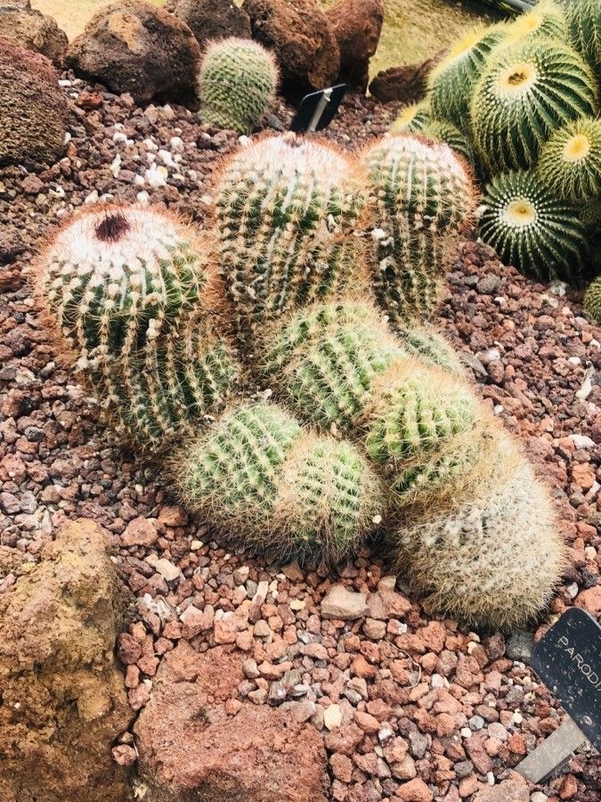 Parodia horstii — search result for 'Parodia'