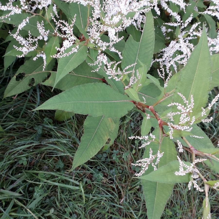 Rubrivena polystachya — search result for 'Afghanistan'