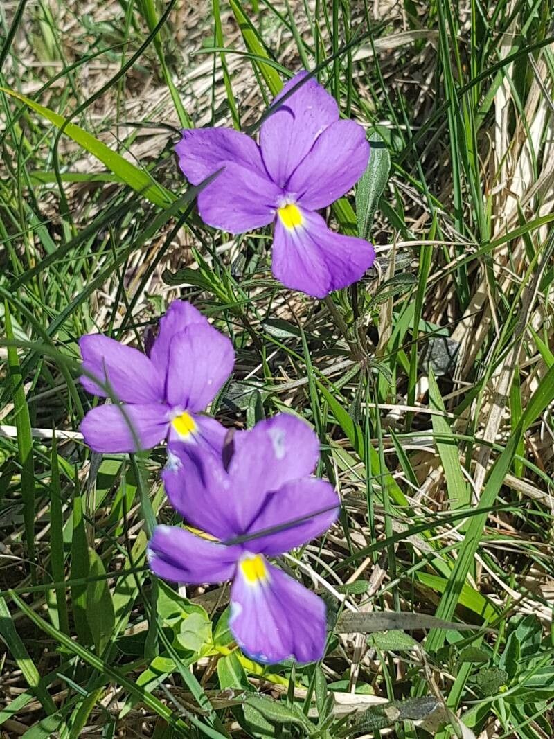 Viola bertolonii — search result for 'Violaceae'
