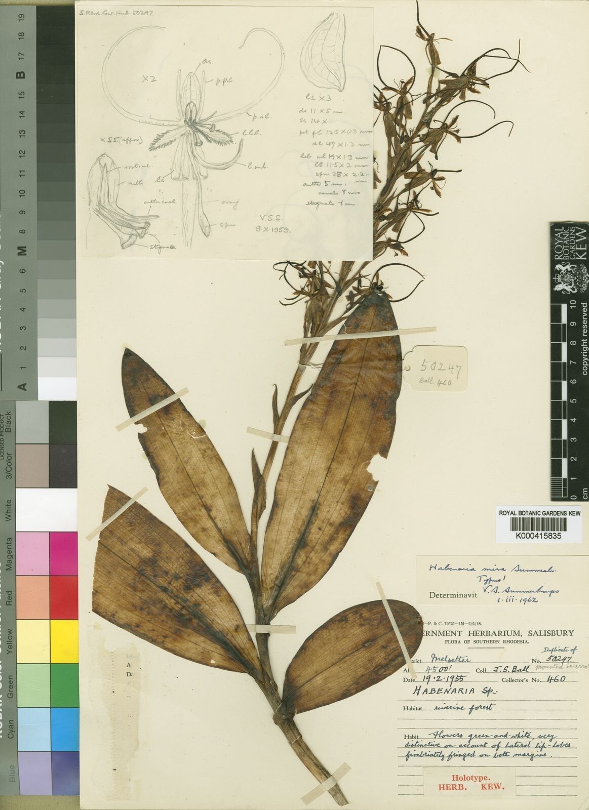 Habenaria mira — houseplant care guide