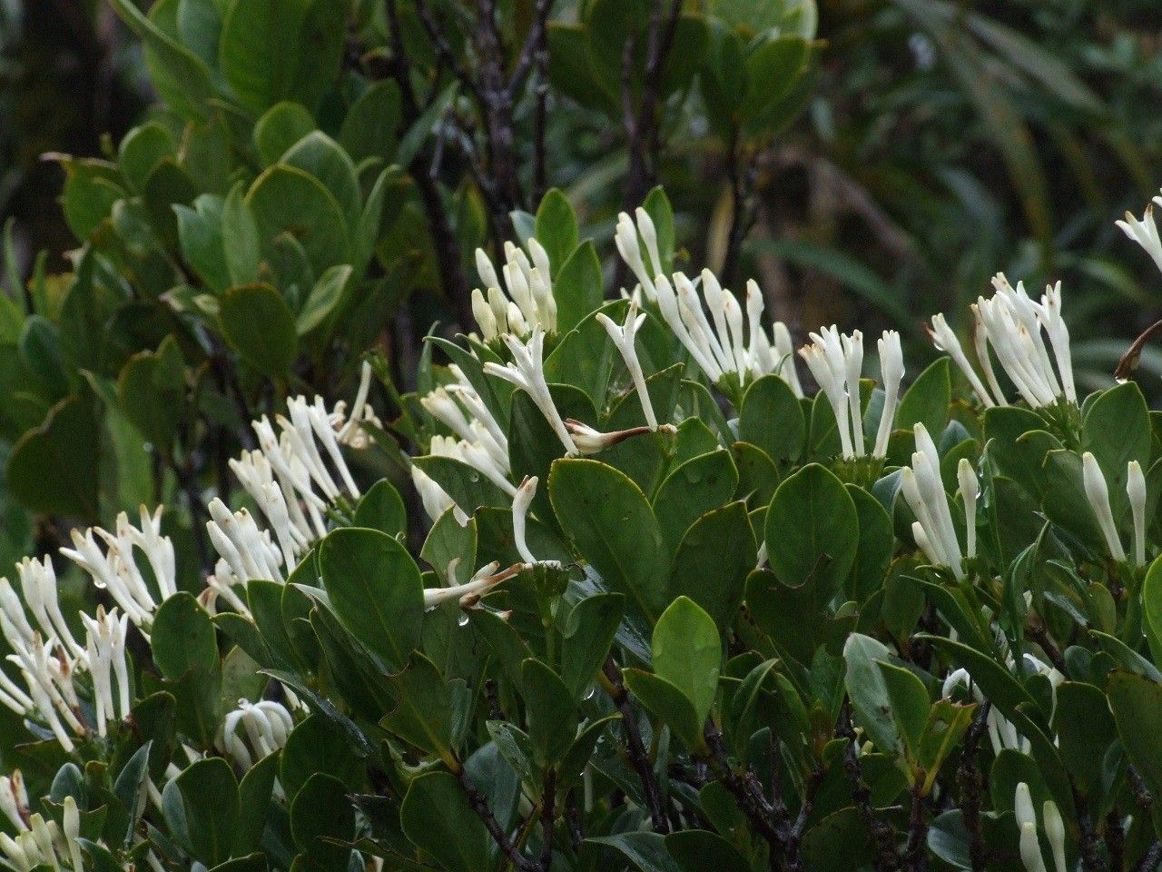 Psychotria gneissica habit