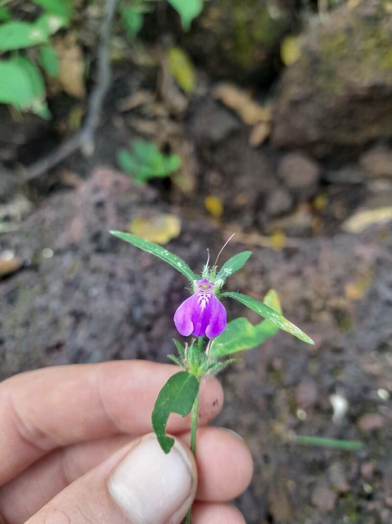 Justicia ladanoides flower